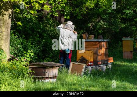 Magdeburg, Deutschland. Mai 2020. Ein Imker kontrolliert die Kämme eines Bienenstocks, der sich im Magdeburger Zoo befindet. Sobald der Frühling kommt und die Bienen ausschwärmen, müssen die Imker ihre Kolonien überprüfen, um zu sehen, ob sie den Winter überlebt haben und ob es Brut in den Kämmen gibt. Quelle: Stephan Schulz/dpa-Zentralbild/ZB/dpa/Alamy Live News Stockfoto