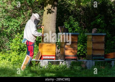 Magdeburg, Deutschland. Mai 2020. Ein Imker kontrolliert die Kämme eines Bienenstocks, der sich im Magdeburger Zoo befindet. Sobald der Frühling kommt und die Bienen ausschwärmen, müssen die Imker ihre Kolonien überprüfen, um zu sehen, ob sie den Winter überlebt haben und ob es Brut in den Kämmen gibt. Quelle: Stephan Schulz/dpa-Zentralbild/ZB/dpa/Alamy Live News Stockfoto