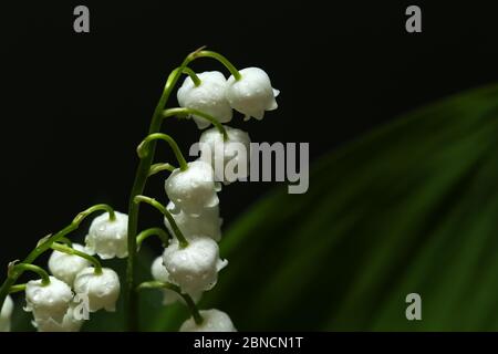 Lilien des Tals auf dunklem Hintergrund Stockfoto