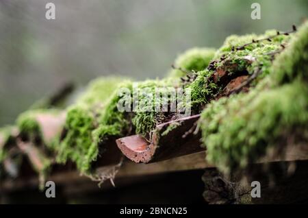 Nahaufnahme eines mit Moos bedeckten Daches Stockfoto