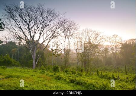Üppiger Regenwald in der Nähe der Feldstation von Cana im Darien Nationalpark, Provinz Darien, Republik Panama. Stockfoto