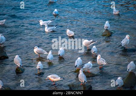 Busan, Südkorea 18/2020 Busan Songdo Skywalk Stockfoto