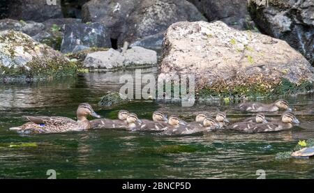 Mallard-Hühnerente und ihre elf Entlein Unternehmen eine Fahrt auf dem Almond im Almondell Country Park West Lothian. Stockfoto