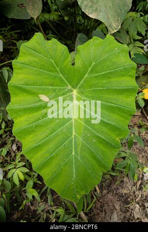 Auf dem Weg zu den berühmten Sewu-Fällen wächst ein riesiges herzförmiges Blatt der Art Colocasia esculenta. Stockfoto