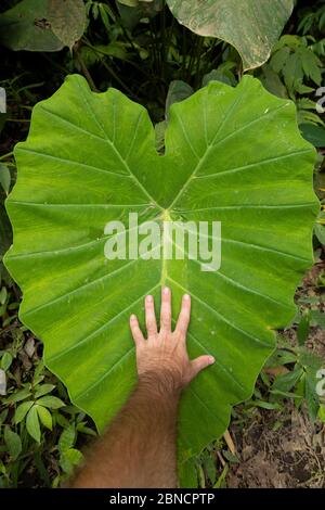 Wenn ich meine Hand auf einem riesigen herzförmigen Blatt der Colocasia esculenta-Arten vergleiche, wächst es auf dem Weg zu den berühmten Sewu-Fällen. Stockfoto