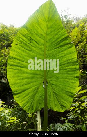 Auf dem Weg zu den berühmten Sewu-Fällen wächst ein riesiges herzförmiges Blatt der Art Colocasia esculenta. Stockfoto