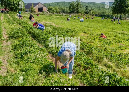 Menschen, die Heidelbeeren auf einer Farm in New Hampshire pflücken Stockfoto