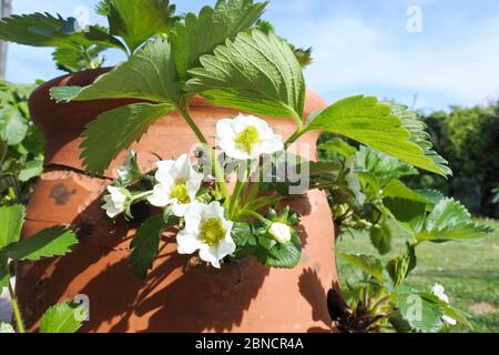 Blühende Erdbeerpflanzen in einer Terrakotta Urne - John Gollop Stockfoto