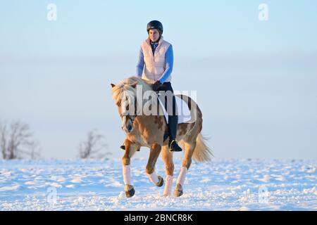 Reiten Sie auf Haflinger-Pferd im Winter am Abend Stockfoto