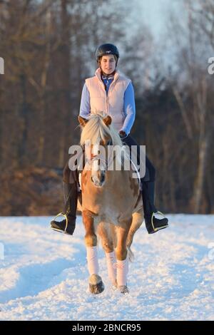 Reiten Sie auf Haflinger-Pferd im Winter am Abend Stockfoto