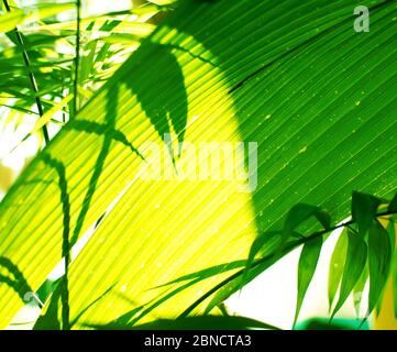 Tropische Palme auf gelbem Hintergrund - weicher Fokus Stockfoto