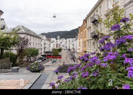 Ruhige Kaskaden Straßen von Bergen, Norwegen. Bunte Phlox lila kleine Blumen auf dem Weg von St. John's Church in die Altstadt. Verschwommene Häuser im Hintergrund Stockfoto