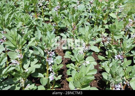 Junge blühende Bohnen - John Gollop Stockfoto