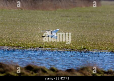 Ein Reiher fliegt nahe am Boden. Stockfoto