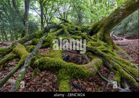 Verworrene Baumwurzeln eines gefallenen Baumes in einem mit Moos bedeckten Wald Stockfoto