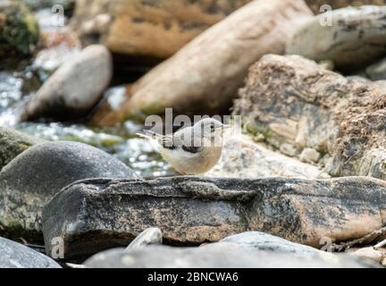 Jungtier Grauer Schwanz auf Steinen auf dem Fluss Almond, West Lothian, Schottland Stockfoto