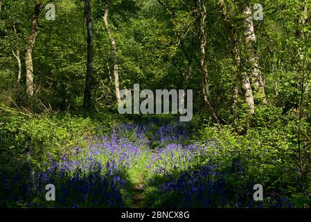 North Cliffe Wood, ein Naturschutzgebiet des Yorkshire Wildlife Trust, East Yorkshire, England, Großbritannien Stockfoto