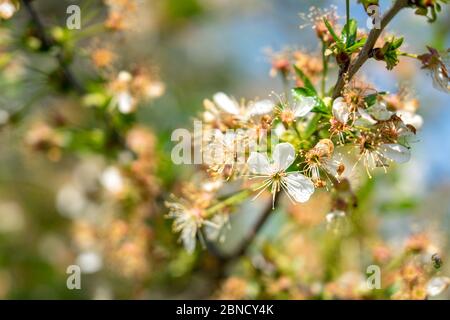 Gefrorene beschädigte Blüte Kirschbaum Frühling kaltes Wetter Stockfoto