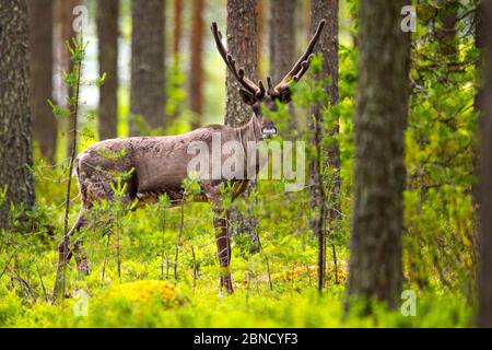 Finnische Rentiere (Rangifer tarandus fennicus) in Samt, in Wald, Viiksimo, Kuhmo Region, Finnland. Juli. Diese seltene Art wurde fast ex Stockfoto