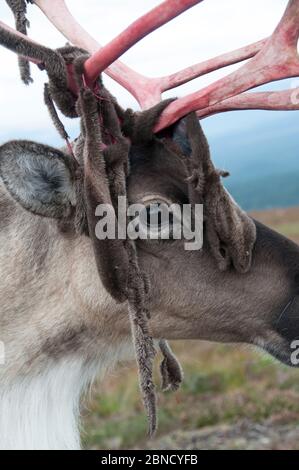 Rentier (Rangifer tarandus), die Samt von Geweihen, Cairngorms, Schottland, Großbritannien, abspießen. September Stockfoto