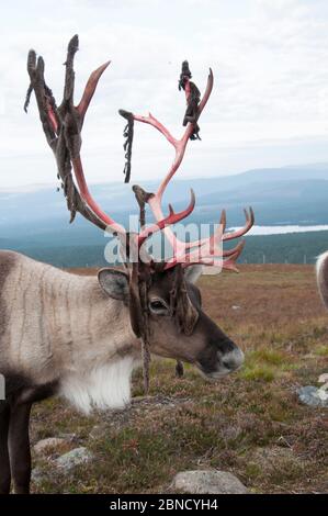 Rentier (Rangifer tarandus), die Samt von Geweihen, Cairngorms, Schottland, Großbritannien, abspießen. September Stockfoto