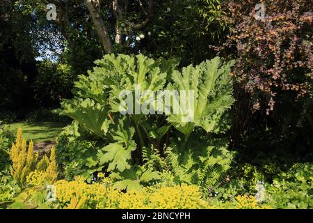 Gunnera manicata Pflanze wächst in einem britischen Garten. Stockfoto