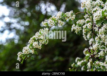 Blühender Weißdornbusch. Frühlingsbaum in Blüte. Stockfoto