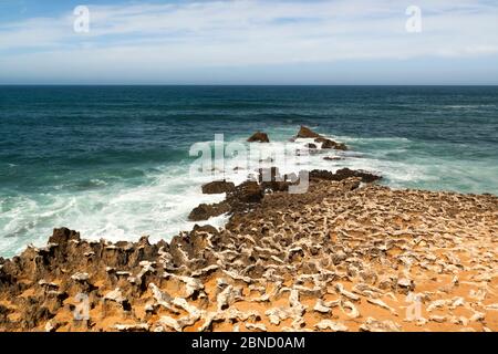 Fischerroute im Alentejo, Promenade mit Klippen in Portugal. Holzweg entlang der Küste. Stockfoto