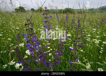 Wiese mit Wildem Salbei (Salvia pratensis) und Ochsaugengans (Leucanthemum vulgare) Vogesen, Frankreich, Mai. Stockfoto