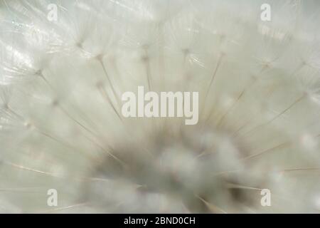 Löwenzahn (Taraxacum officinale) Sämling bedeckt mit Tau am Morgen, Vogesen, Frankreich, April. Stockfoto