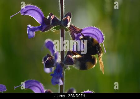 Hummel (Bombus sp) auf Nahrungssuche bei Salbeiblüten, Vogesen, Frankreich, Mai. Stockfoto