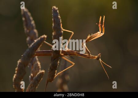 Gottesanbeterin (Mantis religiosa) Männchen mit ausgestreckten Vorderbeinen, Aude, Frankreich, Juli. Stockfoto