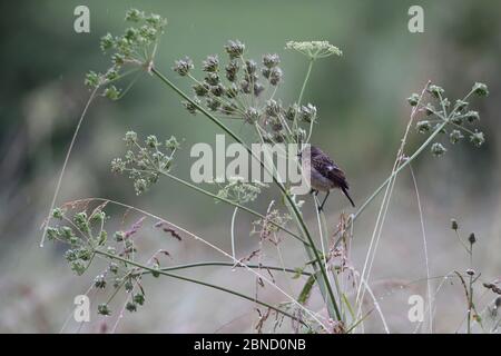 Europäischer Steinmetzel (Saxicola rubicola) juvenile, Vogesen, Frankreich, Juni. Stockfoto