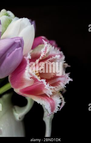 Teilbild der antiken Vase mit Bouquet von gefiederten Tulpen vor schwarzem Hintergrund Stockfoto