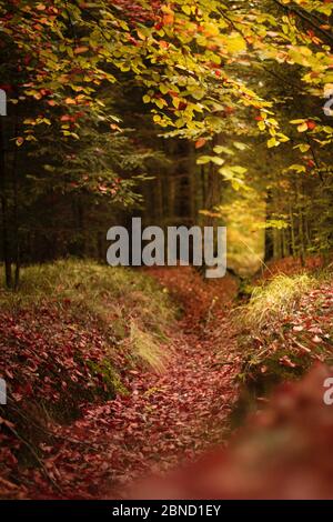 Vertikale Aufnahme von Bäumen und einem Pfad im Herbst Stockfoto