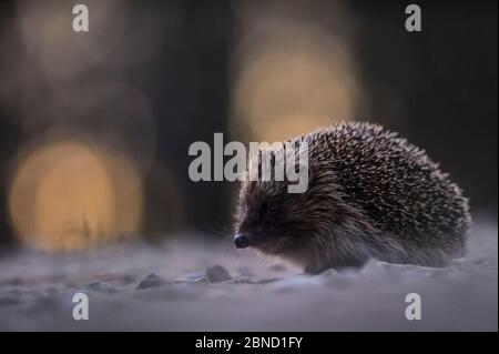 Europäischer Igel (Erinaceus europaeus) auf einer Schotterstraße bei Sonnenuntergang, Valgamaa, Estland, April. Stockfoto