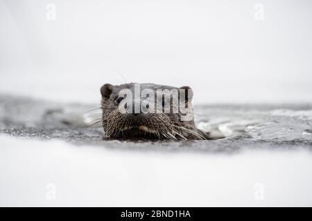 Otter (Lutra lutra) Schwimmen in einem kleinen Bach, Süd-Estland. Stockfoto