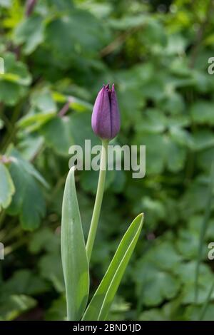 Einsame violette Tulpe Stockfoto