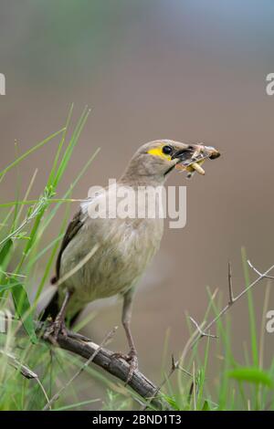 Der gefleckte Star (Creatophora cinerea), der auf einem Ast mit seiner Insektenbeute, Kruger National Park, Südafrika, thront. Stockfoto