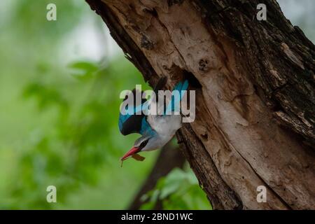 Waldeisvogel (Halcyon senegalensis), der aus seinem Nistloch im Baum fliegt, Shingwedzi River, Kruger National Park, Südafrika. Stockfoto