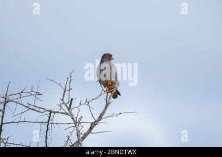 Amur falcon (Falco amurensis) Männchen, auf einem Baum thront, Mapungubwe Nationalpark, Limpopo Provinz, Südafrika. Stockfoto