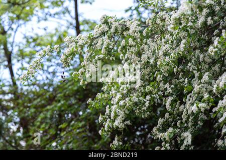 Blühender Weißdornbusch. Frühlingsbaum in Blüte. Stockfoto