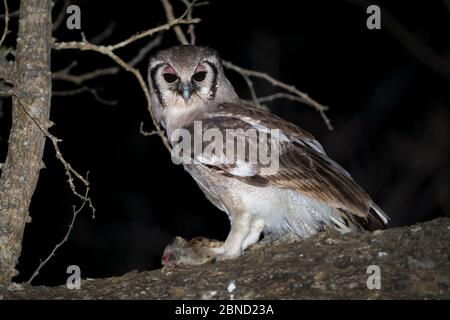 Verreaux-Eule (Bubo lacteus), die sich nachts auf einem Genet (Genetta sp.) im Flusswald, Mapungubwe Nationalpark, Limpopo Provinz, Süd ernährt Stockfoto