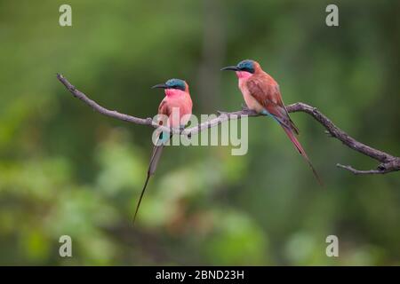 Zwei karminische Bienenfresser (Merops nubicoides) auf einem toten Zweig, Venetia Limpopo Nature Reserve, Limpopo Province, Südafrika. Stockfoto