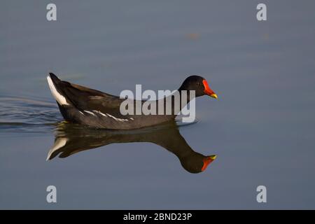 Moorhuhn (Gallinula chloropus), der im frühen Morgenlicht durch Feuchtgebiete schwimmt, Vogelschutzgebiet Marievale, Provinz Gauteng, Südafrika. Stockfoto