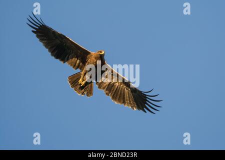 Schreiadler (Clanga pomarina) im Flug über dem Mapungubwe Nationalpark, Limpopo Provinz, Südafrika. Stockfoto