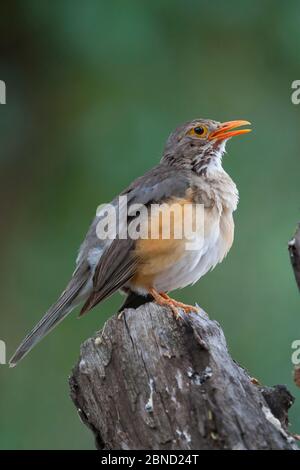 Kurrichane-Drossel (Turdus libonyana), die aus Baumstumpf, Kruger-Nationalpark, Südafrika singt. Stockfoto