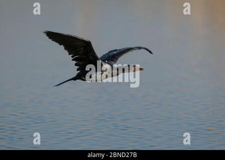 Schilfkormoran (Phalacrocorax africanus) fliegt tief über Feuchtgebiete, Marievale Bird Sanctuary, Johannesburg, Südafrika. Stockfoto