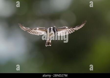 Eisvogel (Ceryle rudis) Weibchen schwebt über dem Wasser, Shingwedzi River, Kruger National Park, Südafrika. Stockfoto