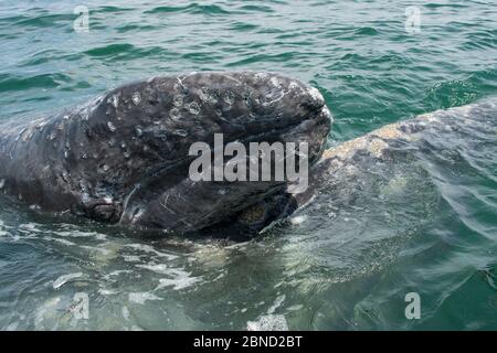 Grauwal (Eschrichtius robustus) Kalb, das auf der Mutter an der Oberfläche ruht, Ignacio Lagoon, Baja California, Mexiko. Stockfoto